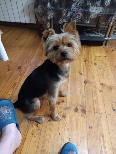 Птицы: Йоркширский терьер, 5 лет, С родословной, Самовывоз — 3
