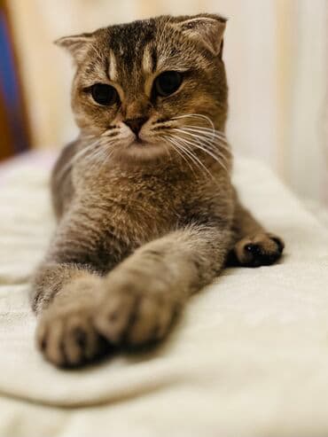возьму породистого котенка в дар: Британская вислоухая, Самка — 1