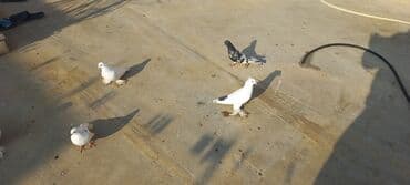 həyət qazı: Satılır: bəzək göyərçinləri dəsti - Növ: bəzək və uçuş üçün saxlanan — 3