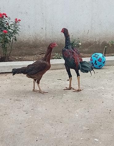 Noyabir becesi di bide feresi cox gujdu heyvanlar di atasi 5 defe lalafo.az -da Noyabir becesi di bide feresi cox gujdu heyvanlar di atasi 5 defe