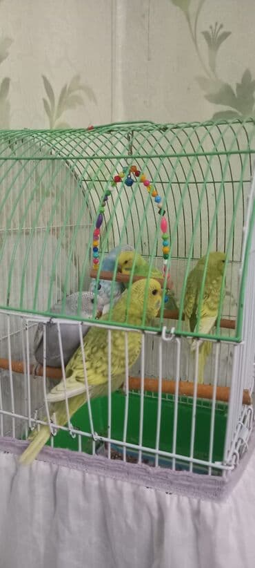 1 ededi 10 manat çex bala quşlar lalafo.az -da 1 ededi 10 manat çex bala quşlar