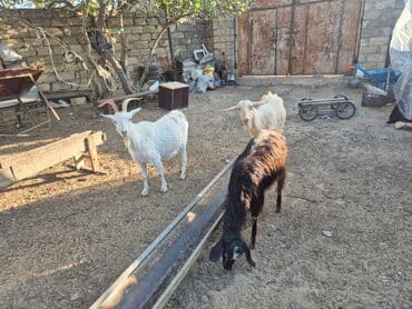 heyvanlar keci: Satılır: 3 baş keçi - Növ: yerli keçi - Rənglər: ağ buynuzlu, açıq — 4