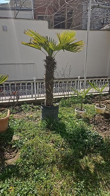 meyve agacları: Razılaşma yolu ilə satılır — 1