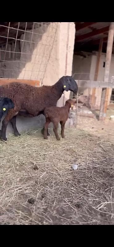 qoyun sekili: Qoyun və quzu dəsti - Ana qoyun: yerli ətlik-tip (qara başlı — 5