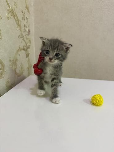 Кошки: Sevimli balaca pişik balaları - Cins: ev pişiyi (qısa tüklü) - Rəng — 5