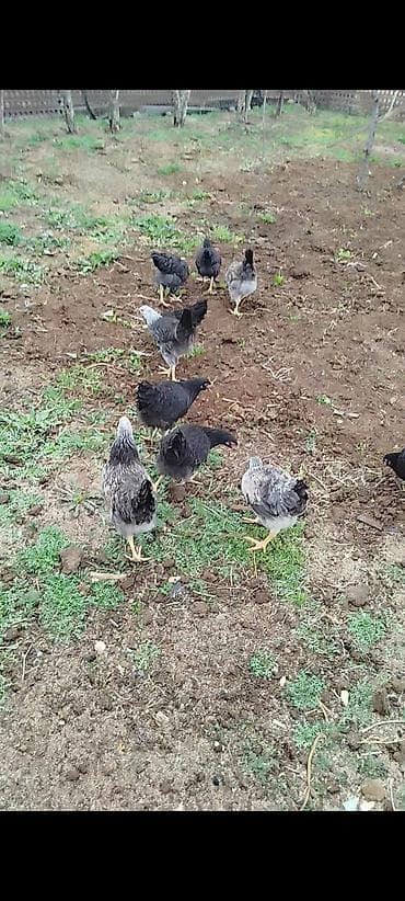 toyuq sumatra: Heyet weraitinde besdenmiw ferelerdi 10ededdi peyventleri cuma vaksini — 2