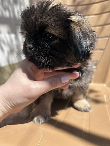 ucuz pekines satilir: Pekines, 2 ay — 3