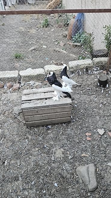 goyercin aliram: Xamilyon qara pomerianlar həm beli həm quyruqlari parıltılı qaradır — 2