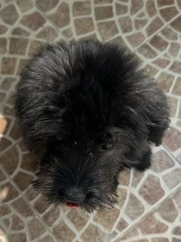 zvanok itləri: 4 ay, Dişi, Peyvəndli — 3