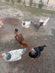 Toyugun altında çıxmış fərələrdi. İnkubator deyil. Təzəcə yumurtlamaga