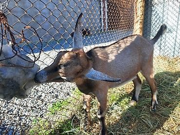 Salam Allah hamının malına bərəkət versin.Alpin-sani