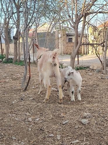 heyvanlar keci: Südçü keçi ana bala ilə birlikdə - Növ: yerli südçü keçi - Tərkib — 4