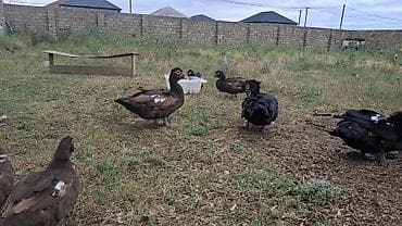 Muscovy ördəkləri (indoutka) – müxtəlif rənglərdə - Cins: Muscovy — 2