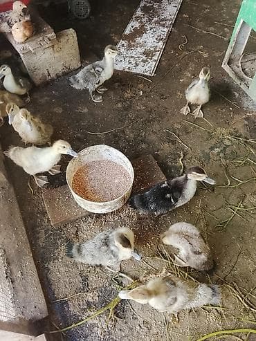Macar ördeyi lal 5 manatdan 10 manata qədər qiymetlerle — 10