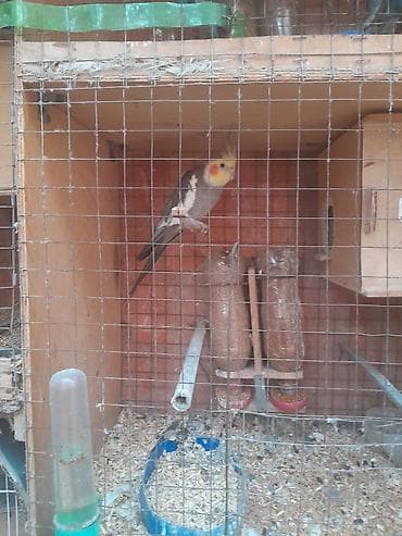 pisik canta: Korella 50
valnitsi 10 azn — 9