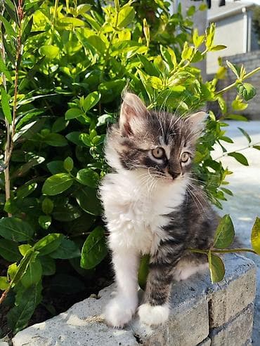 ən şirin pişiklər: Şirin pişik balaları pulsuz sahipləndirilir. - Xarakter: mehriban — 3