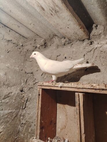 quş damı: Salam quşdar satlır tam saglam usd usdə 7m — 5