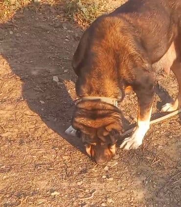 avcarka balası: Qurdbasar, Dişi — 5