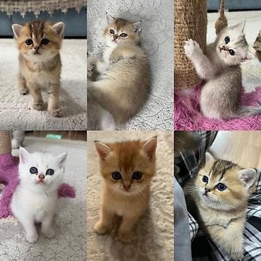 Britan, Dişi, Cütləşmə üçün, Pulsuz çatdırılma