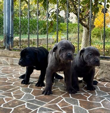 Собаки: Кане-корсо — 10