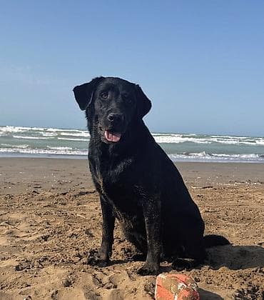 zvanok it satilir: Labrador Retriver 12.04.26 dogulublar qurd dermanlari verilib dişi — 8