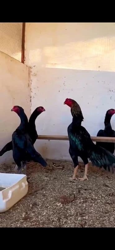 Ördəklər: Malay döyüş toyuqları – uzunboy, güclü bədən quruluşu və dik duruşlu — 3