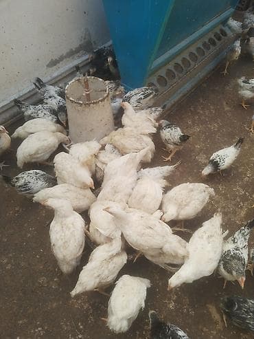 brama toyuq: Toyuq cücələri, Ətlik — 7