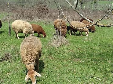 cucə və xoruz təmsil: Qoyun sürüsü – ət və yun istiqaməti - Növ: yerli qoyunlar (ağ — 3