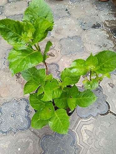 ev gulleri sekilleri: - Zanbaq (Hemerocallis) – narıncı lecekli gül 8 azn satilir — 4