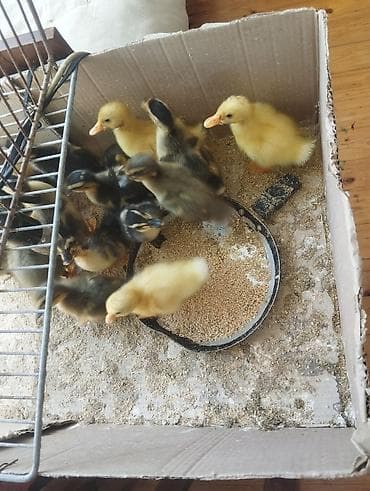 lal ördek balasi: Pekin qışqıran qarışıq ördək balaları.biri 2.50. hamsini goturene — 1