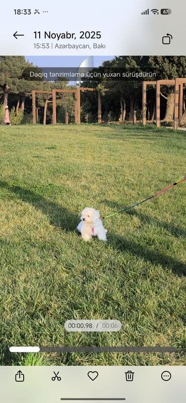 heyvan barınağı: 6 ay, Erkek — 3