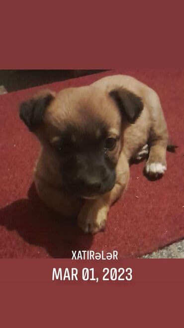 pulsuz it verirem: 2 ay, Dişi, Ünvandan götürmə — 1