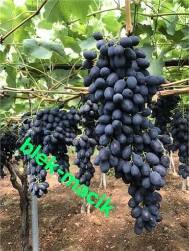 10 kva generator: Uzum ağacları topdan ve perakende satışı 1 ve 2 illik koklu tijler — 4