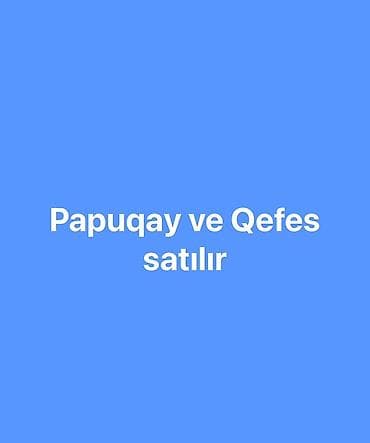 tutuquşu satışı: Papuqay və qəfəs satılır. - Papuqay: ev şəraitinə uyğun, sakit və — 1