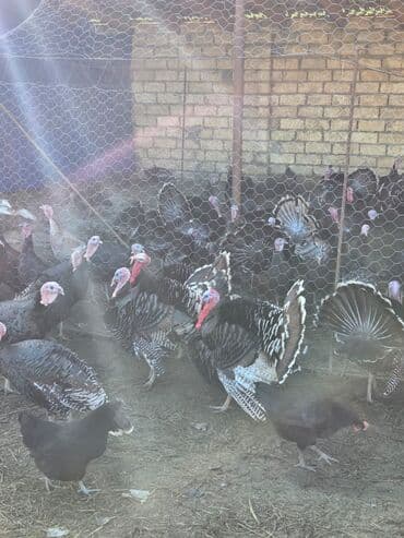 Gəmiricilər: Erkək, Ətlik, Ödənişli çatdırılma — 4