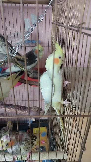 lalafo quşlar: Kafes şəraitində böyüdülmüş kokatiel tutuquşuları satışda. Bu — 7