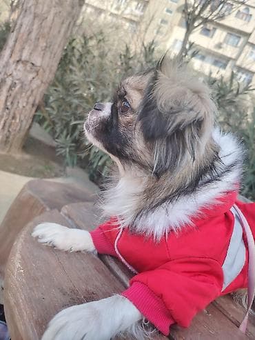 Quşlar: Pekines, 2 il, Dişi — 2