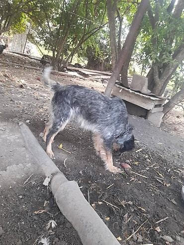 alman qoyun iti: 1 il, Erkek — 2