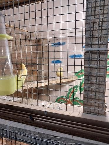 tutuquşu novləri: Sarı kanareyalar – cütlük
- Parlaq sarı rəngl hazır bala verəndilər — 2