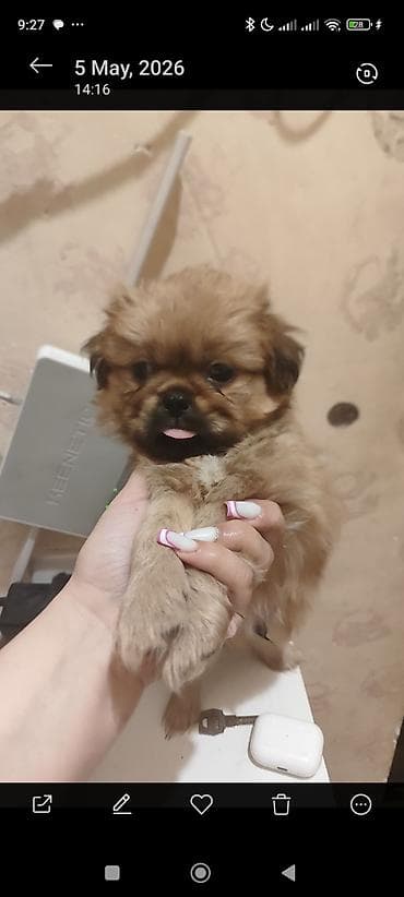 pekines itler: Pekines, 1 ay — 1