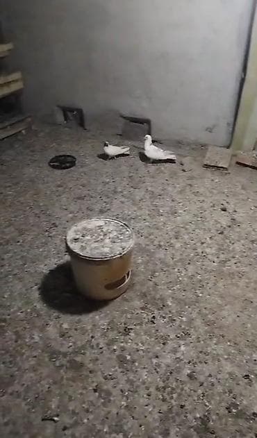 bildircin quşu: Goy quyruğ armon quyruğ mayadi ağ erkeydi hazir cutdu yumurtaya qovur — 4