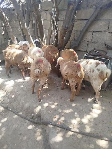 Животные: Quzu və qoyun qrupu 10 quzudu erkek dişi qarışıq biri 215 son qiymedi — 1