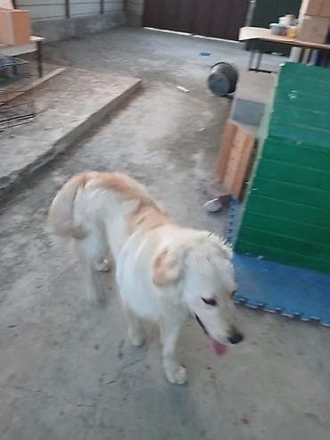 südlük inək cinsləri: Retriever — 3