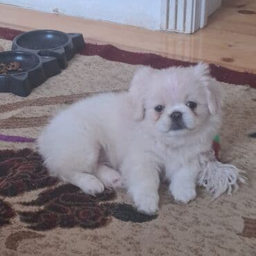 bazarstore part time iş: Pekinez balası erkek– krem/ağ rəngli, sıx və yumşaq tüklü, yığcam — 5