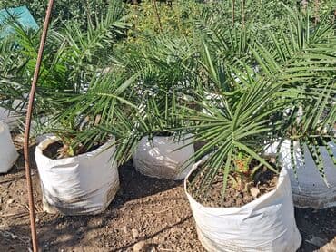 sine boyuden bitki: Xurma (Phoenix dactylifera) fidanları – dekorativ xurma palması — 5