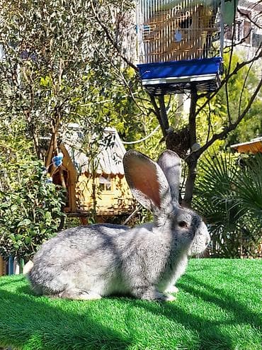 heyvanlar at: Wekilde gorduyunuz temiz Qan 2 ay yarimliq Rizen bala satilir xeyvanin — 2