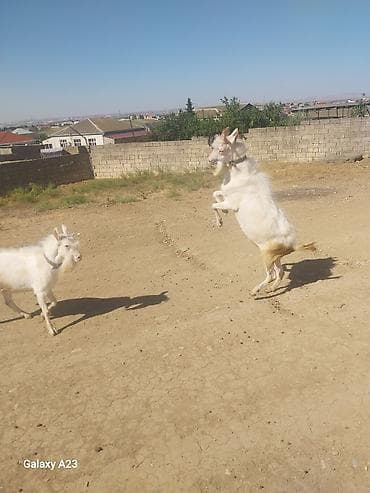 keçi qoyun: Məhsul: Ağ rəngli keçilər (2 baş) Təsvir: - Şəkillərdə görünən ağ — 1