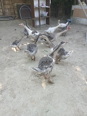 qus iran: Qaz balaları boz ag rengli yumurta tam 3 ayliq saglamliq biri 30m — 2
