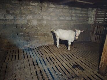 sort keciler: Erkek təkə yaş yarımlıq.1 il 5 ay sanen sortu qiyməti 500 Azn 2 dənə — 2