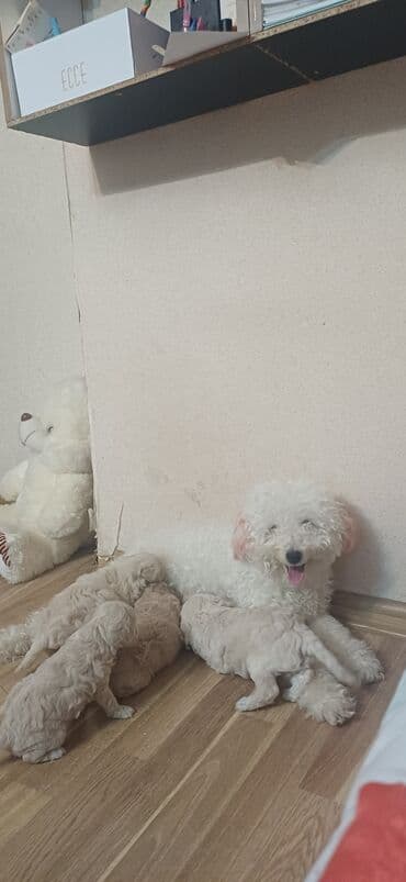 золотистый ретривер баку: Пудель, Самка, С прививками, Платная доставка — 10